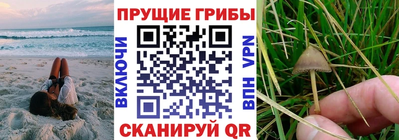 цена наркотик  Чайковский  Галлюциногенные грибы MAGIC MUSHROOMS 